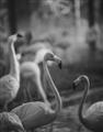 Picture of Flamingo _GroupedProduct_Rectangle_Portrait_Photography _GroupedProduct_Rectangle_Portrait_Unframed_Print_Only_