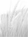 Picture of Rhapsody of Grass Blades _GroupedProduct_Rectangle_Portrait_Photography _GroupedProduct_Rectangle_Portrait_Unframed_Print_Only_