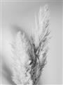 Picture of Enchanted Pampas Grass _GroupedProduct_Rectangle_Portrait_Photography _GroupedProduct_Rectangle_Portrait_Unframed_Print_Only_