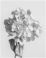 Picture of Lullaby of a Beige Flower _GroupedProduct_Rectangle_Portrait_Photography _GroupedProduct_Rectangle_Portrait_Unframed_Print_Only_
