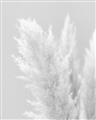 Picture of Creamy Petal Pampas I _GroupedProduct_Rectangle_Portrait_Photography _GroupedProduct_Rectangle_Portrait_Unframed_Print_Only_