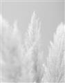Picture of Creamy Petal Pampas II _GroupedProduct_Rectangle_Portrait_Photography _GroupedProduct_Rectangle_Portrait_Unframed_Print_Only_