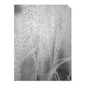 Picture of Elysian Grass _GroupedProduct_Rectangle_Portrait_Photography _GroupedProduct_Rectangle_Portrait_Unframed_Print_Only_