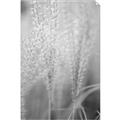 Picture of Elysian Grass _GroupedProduct_Rectangle_Portrait_Photography _GroupedProduct_Rectangle_Portrait_Unframed_Print_Only_
