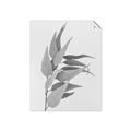 Picture of Dried Eucalyptus Blossom _GroupedProduct_Rectangle_Portrait_Photography _GroupedProduct_Rectangle_Portrait_Unframed_Print_Only_