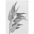 Picture of Dried Eucalyptus Blossom _GroupedProduct_Rectangle_Portrait_Photography _GroupedProduct_Rectangle_Portrait_Unframed_Print_Only_