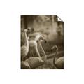 Picture of Flamingo _GroupedProduct_Rectangle_Portrait_Photography _GroupedProduct_Rectangle_Portrait_Unframed_Print_Only_
