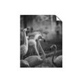 Picture of Flamingo _GroupedProduct_Rectangle_Portrait_Photography _GroupedProduct_Rectangle_Portrait_Unframed_Print_Only_