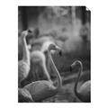 Picture of Flamingo _GroupedProduct_Rectangle_Portrait_Photography _GroupedProduct_Rectangle_Portrait_Unframed_Print_Only_