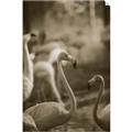 Picture of Flamingo _GroupedProduct_Rectangle_Portrait_Photography _GroupedProduct_Rectangle_Portrait_Unframed_Print_Only_
