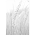 Picture of Rhapsody of Grass Blades _GroupedProduct_Rectangle_Portrait_Photography _GroupedProduct_Rectangle_Portrait_Unframed_Print_Only_
