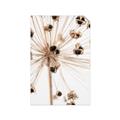Picture of Ethereal Flower _GroupedProduct_Rectangle_Portrait_Photography _GroupedProduct_Rectangle_Portrait_Unframed_Print_Only_