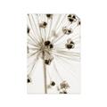 Picture of Ethereal Flower _GroupedProduct_Rectangle_Portrait_Photography _GroupedProduct_Rectangle_Portrait_Unframed_Print_Only_