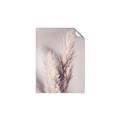 Picture of Enchanted Pampas Grass _GroupedProduct_Rectangle_Portrait_Photography _GroupedProduct_Rectangle_Portrait_Unframed_Print_Only_