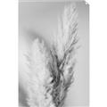 Picture of Enchanted Pampas Grass _GroupedProduct_Rectangle_Portrait_Photography _GroupedProduct_Rectangle_Portrait_Unframed_Print_Only_