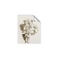 Picture of Lullaby of a Beige Flower _GroupedProduct_Rectangle_Portrait_Photography _GroupedProduct_Rectangle_Portrait_Unframed_Print_Only_