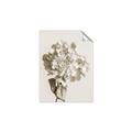 Picture of Lullaby of a Beige Flower _GroupedProduct_Rectangle_Portrait_Photography _GroupedProduct_Rectangle_Portrait_Unframed_Print_Only_