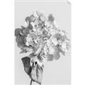 Picture of Lullaby of a Beige Flower _GroupedProduct_Rectangle_Portrait_Photography _GroupedProduct_Rectangle_Portrait_Unframed_Print_Only_
