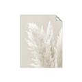 Picture of Creamy Petal Pampas I _GroupedProduct_Rectangle_Portrait_Photography _GroupedProduct_Rectangle_Portrait_Unframed_Print_Only_