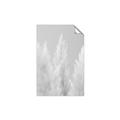Picture of Creamy Petal Pampas II _GroupedProduct_Rectangle_Portrait_Photography _GroupedProduct_Rectangle_Portrait_Unframed_Print_Only_