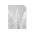 Picture of Creamy Petal Pampas II _GroupedProduct_Rectangle_Portrait_Photography _GroupedProduct_Rectangle_Portrait_Unframed_Print_Only_