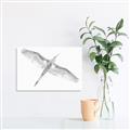 Picture of Serenade Flight _GroupedProduct_Rectangle_Landscape_Photography _GroupedProduct_Rectangle_Landscape_Unframed_Print_Only_