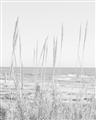 Picture of Beach Vass _GroupedProduct_Rectangle_Portrait_Photography _GroupedProduct_Rectangle_Portrait_Unframed_Print_Only_