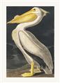 Picture of Vintage White Pelican _GroupedProduct_Rectangle_Portrait_Unframed_Print_Only_