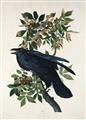 Picture of Raven From Birds of America (1827) _GroupedProduct_Rectangle_Portrait_Unframed_Print_Only_