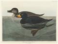 Picture of Vintage Scoter Duck _GroupedProduct_Rectangle_Landscape_Unframed_Print_Only_
