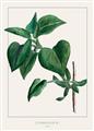 Picture of Nostalgic Green Lilac Leaves _GroupedProduct_Rectangle_Portrait_Unframed_Print_Only_