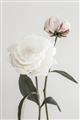 Picture of Romantic Blur Peony III _GroupedProduct_Rectangle_Portrait_Photography _GroupedProduct_Rectangle_Portrait_Unframed_Print_Only_