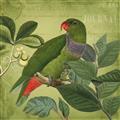 Picture of Vintage Tropical Birds II _GroupedProduct_Square_Unframed_Print_Only_