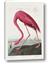 Picture of Vintage Pink Flamingo