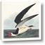 Picture of Black Skimmer From Birds of America (1827)
