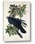 Picture of Raven From Birds of America (1827)