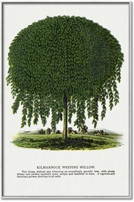 Picture of Kilmarnock Weeping Willow Tree Lithograph