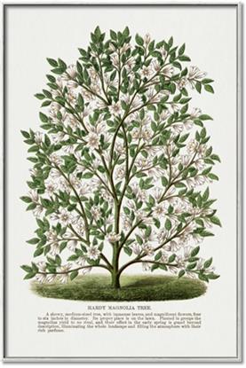 Picture of Hardy Magnolia Tree Lithograph