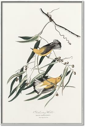 Picture of Two Yellow Warbler Birds