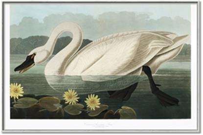 Picture of Vintage Floating White Swan