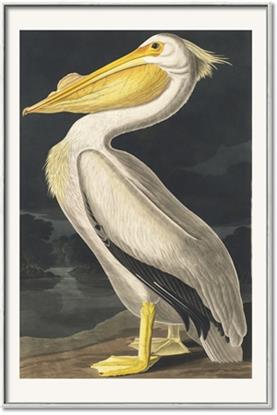 Picture of Vintage White Pelican
