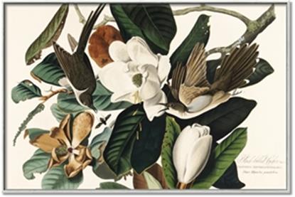 Picture of Black Billed Cuckoo Bird