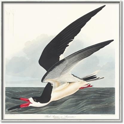 Picture of Black Skimmer From Birds of America (1827)