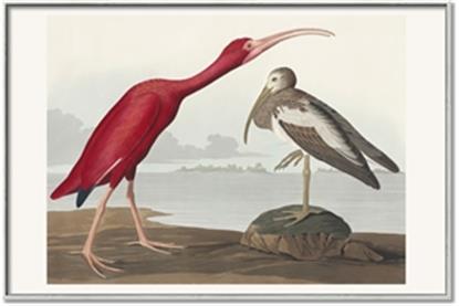 Picture of Vintage Scarlet Ibis Bird