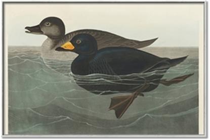 Picture of Vintage Scoter Duck