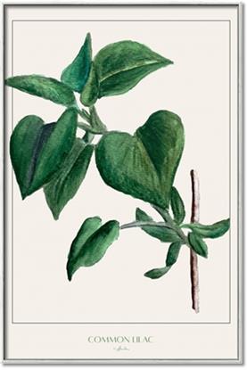 Picture of Nostalgic Green Lilac Leaves