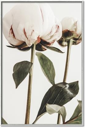 Picture of Romantic Blur Peony IV