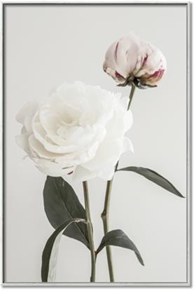 Picture of Romantic Blur Peony III