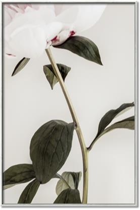 Picture of Romantic Blur Peony II