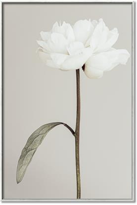 Picture of Romantic Blur Peony I